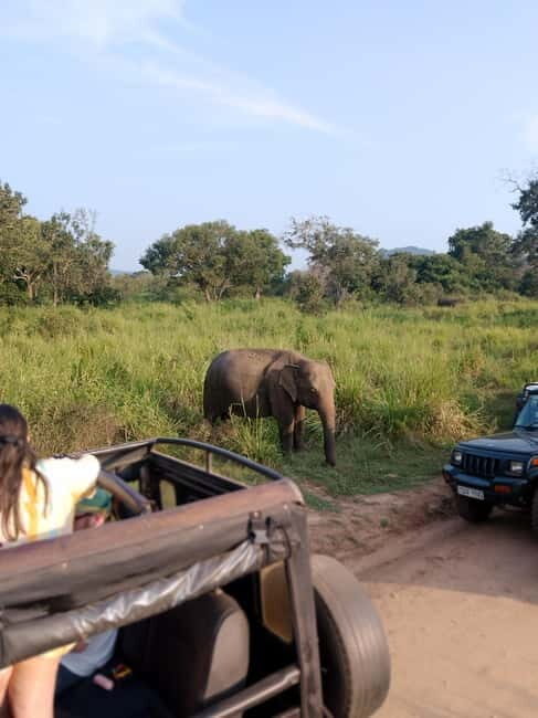 From Kandy: Sigiriya & Dambulla Day Tour with Safari - Dambulla Cave Temple: UNESCO Caves with Buddha Frescoes and Statues