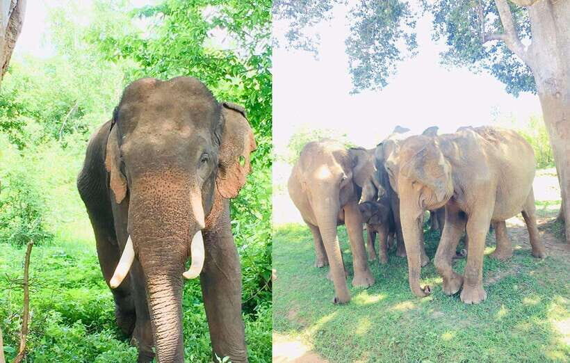 From Kandy: Sigiriya Rock Dambulla & Minneriya Jeep Safari - Tips to make the schedule work in real life