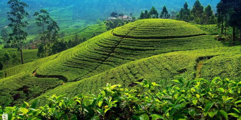 From Kandy To Nuwara Eliya Drop Tour - Private Tour - Key highlights worth your attention
