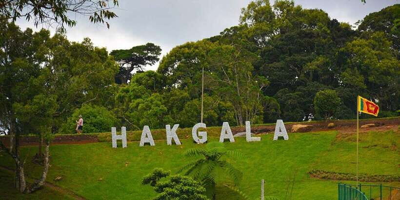 From Kandy To Nuwara Eliya Drop Tour - Private Tour - Optional Gregory Lake and Victoria Park: pick based on your energy