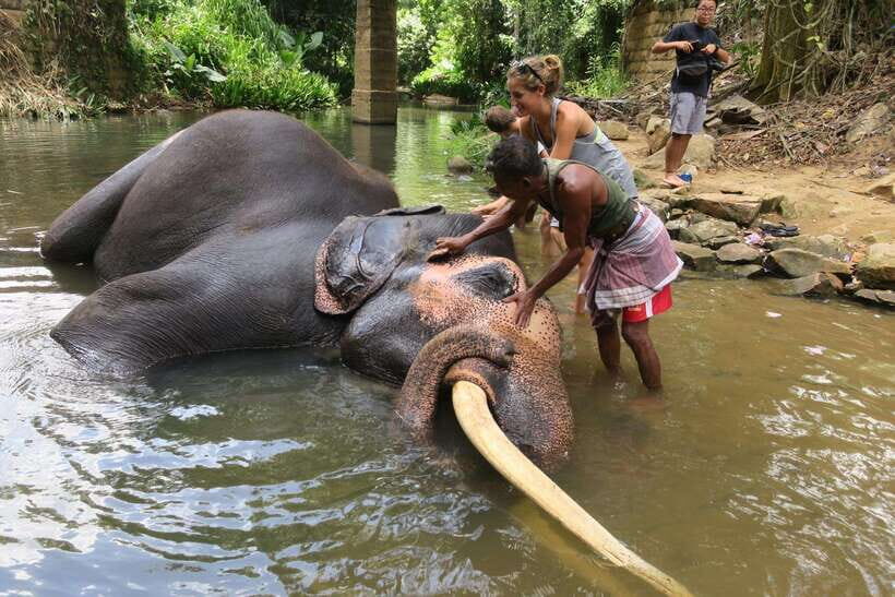 From Kandy To Pinnawala Private Day Tour via Ambuluwawa - Pinnawala Elephant Conservation: What You’ll Actually Be Seeing