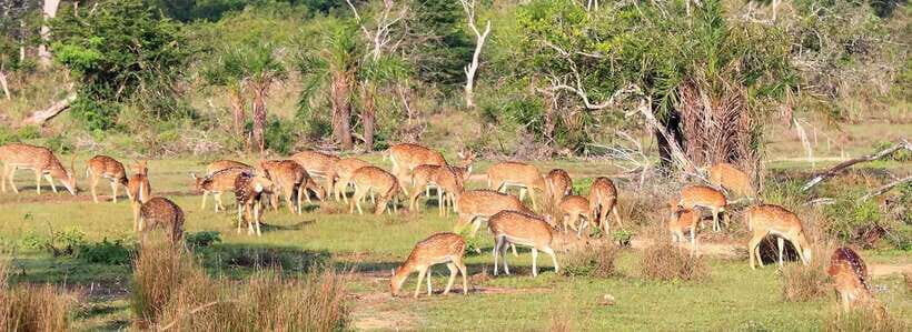 From Kandy: Wilpattu National Park Safari with Hotel Pickup - A One-Day Wilpattu Safari From Kandy: What You’re Actually Buying