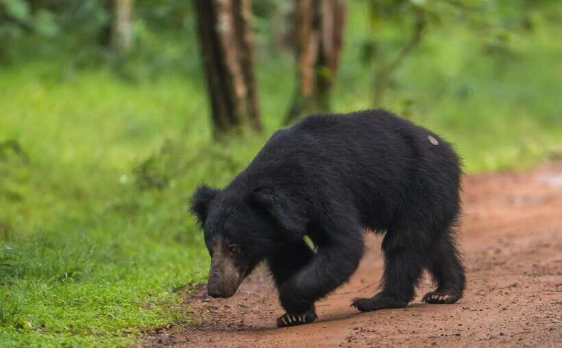 From Kandy: Wilpattu National Park Safari with Hotel Pickup - Hotel Pickup and the Road to Wilpattu: Why Timing Matters