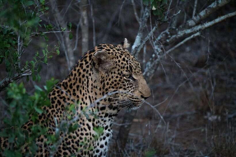 From Kandy: Wilpattu National Park Safari with Hotel Pickup - Leopards, Elephants, Sloth Bears, and Water Buffalo: The Species Focus