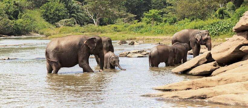 From Kandy: Wilpattu National Park Safari with Hotel Pickup - Birding and Photo Stops: How to Get Better Results in One Day