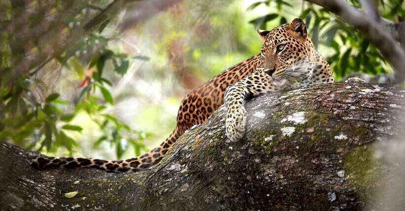 From Kandy: Wilpattu National Park Safari with Hotel Pickup - Price and Logistics: Is $98 Good Value Here?