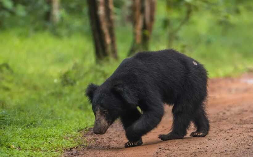 From Kandy: Wilpattu National Park Safari with Hotel Pickup - Who This Safari Fits Best