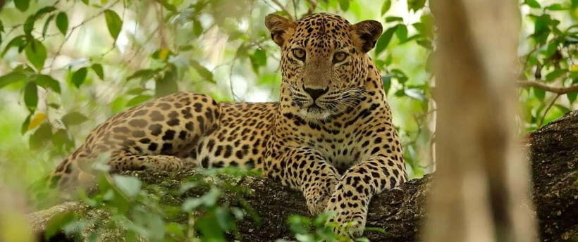 From Kandy: Wilpattu National Park Safari with Hotel Pickup - Inside the Park: Jeep Safari Time With an English Guide