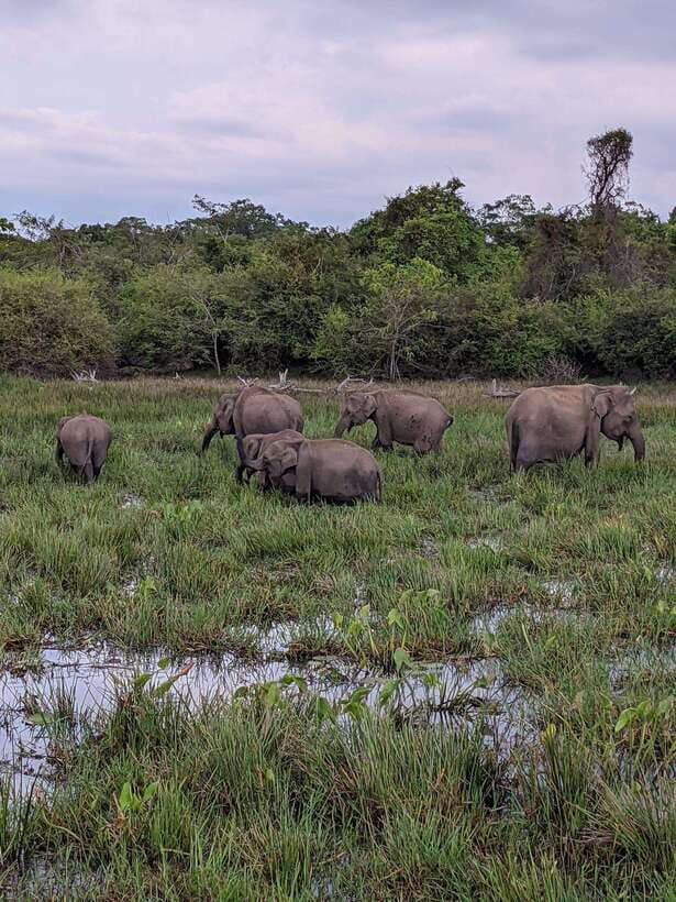 From Mirissa/Galle/Hikkaduwa: Udawalawa National Park Safari - Price and value: what $27 covers (and what it doesn’t)