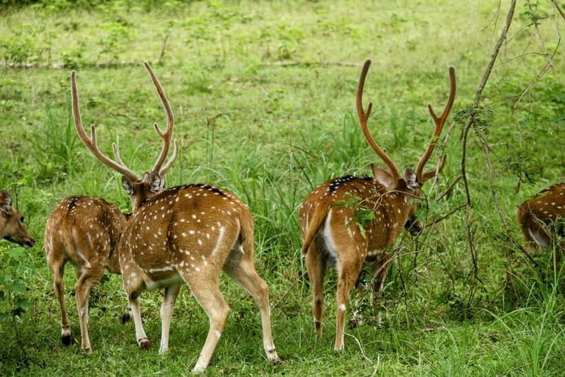 From Mirissa / Galle / Tangalle to Yala Safari & Drop- Ella - Key highlights that matter in real life
