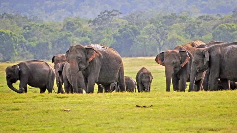 From Mirissa / Galle / Tangalle to Yala Safari & Drop- Ella - Inside Yala: What Your 4x4 Safari Time Is Likely to Look Like