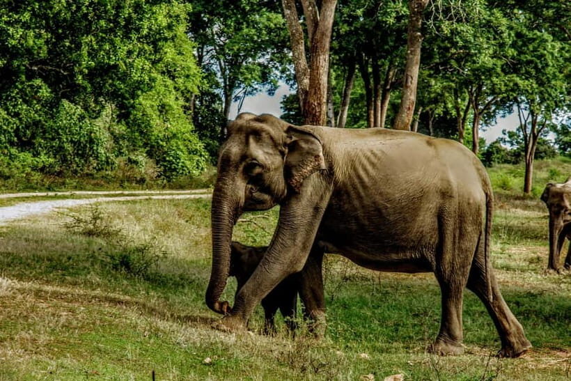 From Mirissa / Galle / Tangalle to Yala Safari & Drop- Ella - The Guide Experience: English Support and How to Get More Out of It