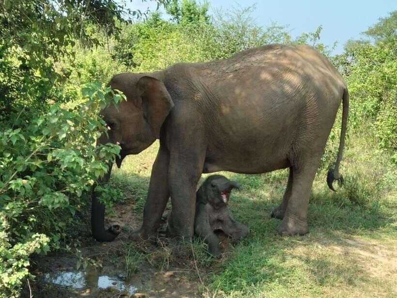 From Mirissa/ Weligama : Udawalawe Safari - Day Trip - What to bring, plus the rules that keep the day fun