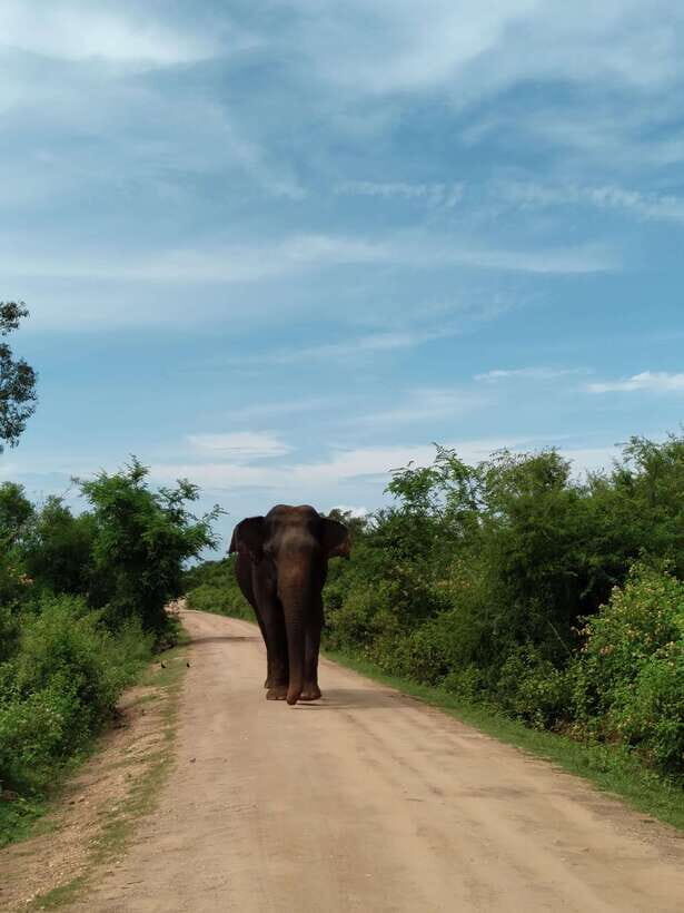 From Mirissa/ Weligama : Udawalawe Safari - Day Trip - Quick FAQ (answers you actually need)