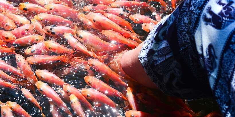 From Negombo: Bentota Full-Day Tour - A 10-hour Bentota day with mangroves, temple island, and Bawa