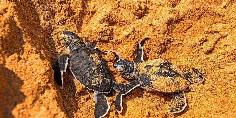 From Negombo: Bentota Full-Day Tour - Kothduwa Raja Maha Viharaya inside the Madu Ganga estuary