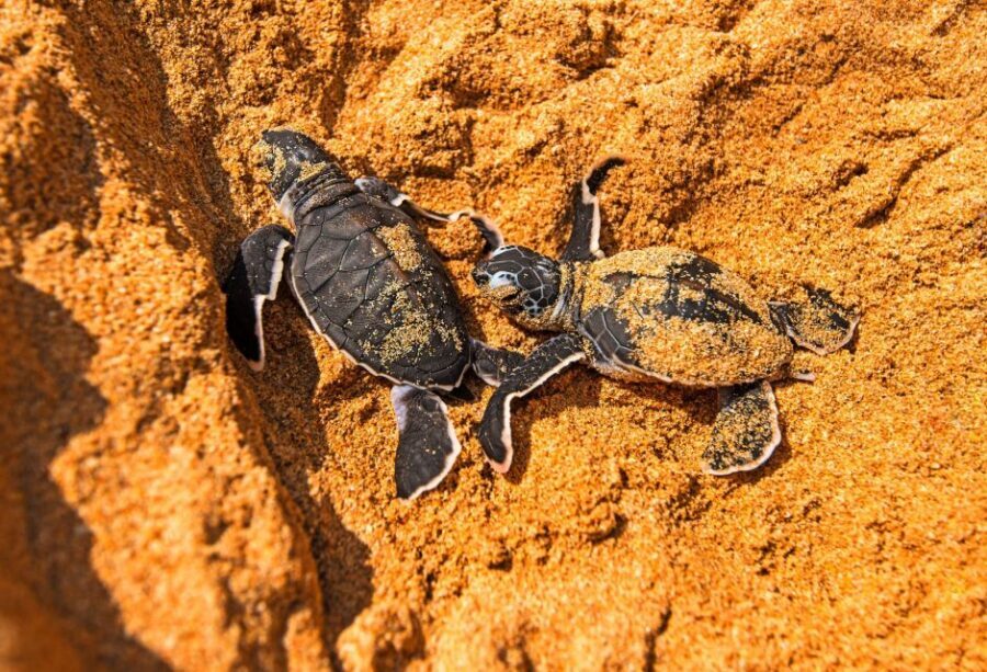 From Negombo: Bentota Full-Day Tour - Should you book this Bentota full-day tour?