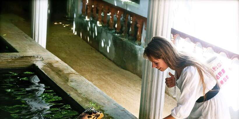 From Negombo: Bentota Full-Day Tour - Pickup from Avengard Hotels and the Kosgoda sea turtle break
