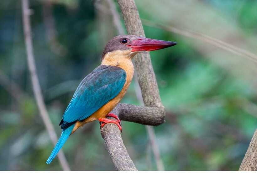 From Negombo: Exclusive Madu River Safari & Turtle Hatchery - Wildlife spotting on the water: birds are guaranteed, others are a bonus