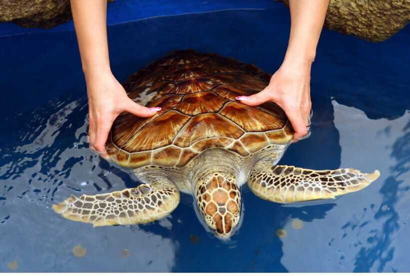 From Negombo: Exclusive Madu River Safari & Turtle Hatchery - Kosgoda sea turtle conservation: what you learn, and what you can do