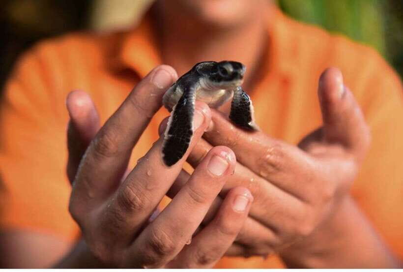 From Negombo: Exclusive Madu River Safari & Turtle Hatchery - Madu Ganga boat safari: where the wetlands do the talking