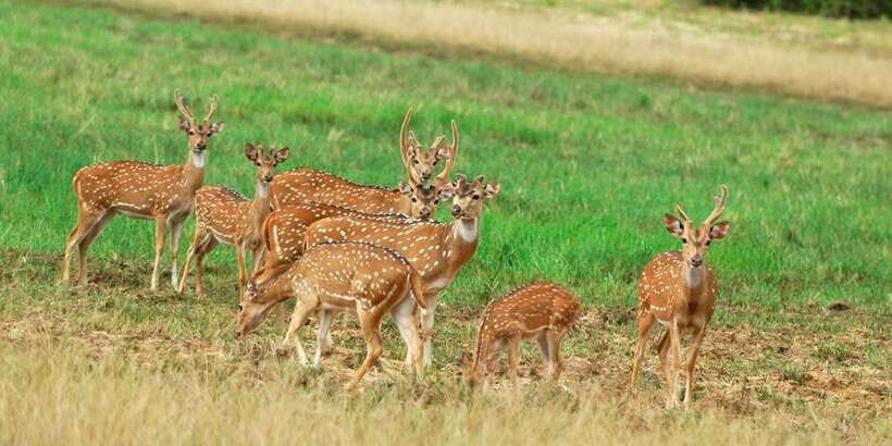 From Negombo: Minneriya National Park Safari Tour - Key points before you go
