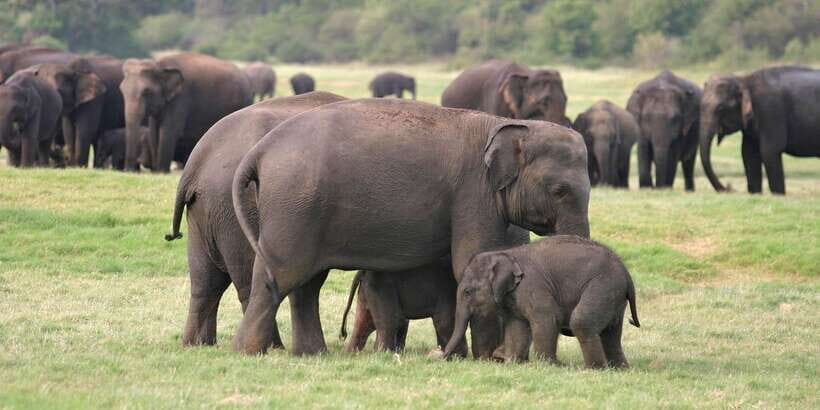 From Negombo: Minneriya National Park Safari Tour - Before You Go: Health Paperwork, What to Bring, and Small Rules