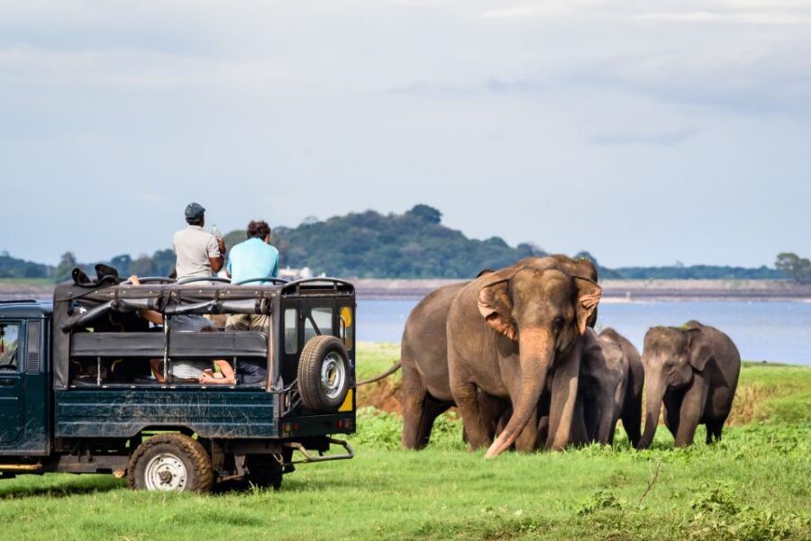 From Negombo: Minneriya National Park Safari Tour - Price and Value: What $105 Covers (and What It Doesn’t)