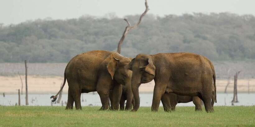 From Negombo: Minneriya National Park Safari Tour - Timing, Ticket Gate Reality, and the Comfort Trade-Off