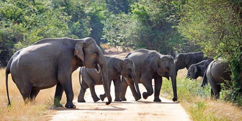 From Negombo: Minneriya National Park Safari Tour - Wildlife Viewing Expectations: What You Can Actually Hope To See