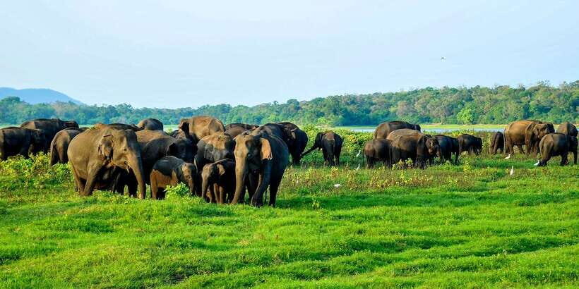 From Negombo: Minneriya National Park Safari Tour - Who This Tour Suits Best (and Who Should Rethink It)