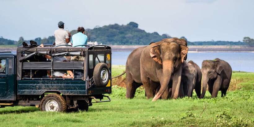 From Negombo: Minneriya National Park Safari Tour - Why Minneriya Is the Main Attraction for Elephants and More