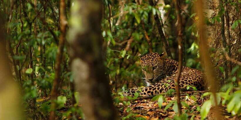 From Negombo: Wilpattu National Park Safari Guided Day Tour - Should you book this Wilpattu guided day safari from Negombo?