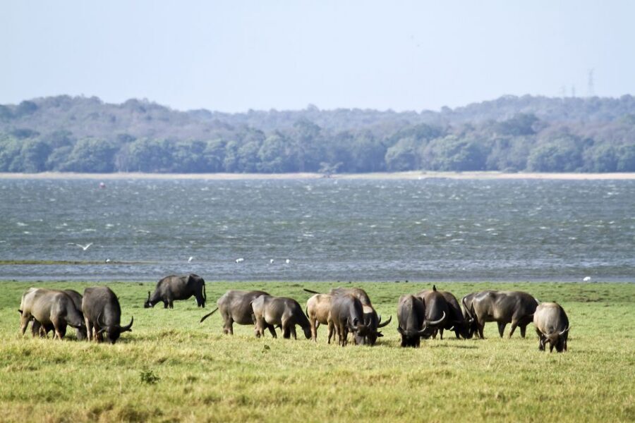 From Negombo: Wilpattu National Park Safari Guided Day Tour - Price and value: $105 plus what you’ll likely pay on top