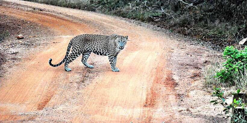 From Negombo: Wilpattu National Park Safari Guided Day Tour - Who this tour is best for (and who should think twice)
