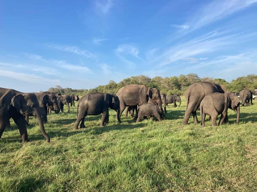 From Sigiriya: Hurulu Eco Park Elephant Jeep Safari - Key highlights worth your attention