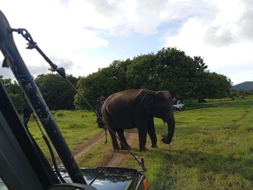From Sigiriya: Hurulu Eco Park Elephant Jeep Safari - Wildlife beyond elephants: deer, monkeys, peacocks, and birds