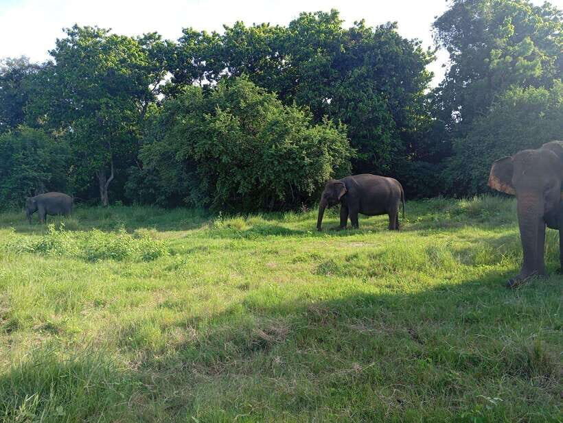 From Sigiriya: Hurulu Eco Park Elephant Jeep Safari - Timing and what the day actually feels like