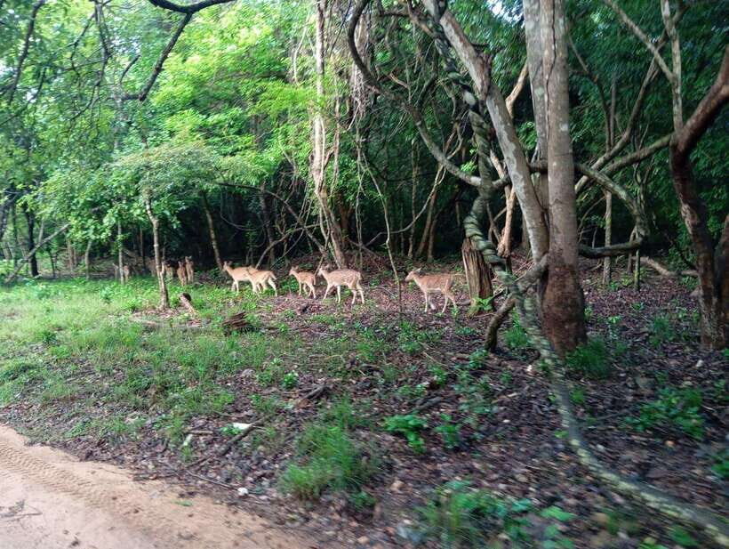 From Sigiriya: Hurulu Eco Park Elephant Jeep Safari - Photo stops and viewpoints: how to get better shots without slowing wildlife down