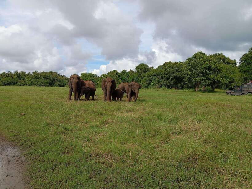 From Sigiriya: Hurulu Eco Park Elephant Jeep Safari - Price and value: $28 makes sense, if you budget the entrance fee