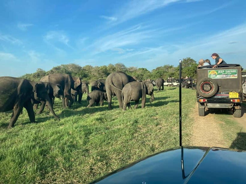 From Sigiriya: Hurulu Eco Park Elephant Jeep Safari - Pickup from Sigiriya or Habarana: easy start, fewer logistics headaches