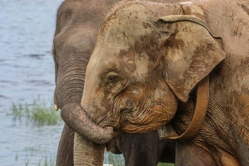 From Sigiriya Hurulu Eco Park ElephantSafari ticket included - Key things you’ll notice right away