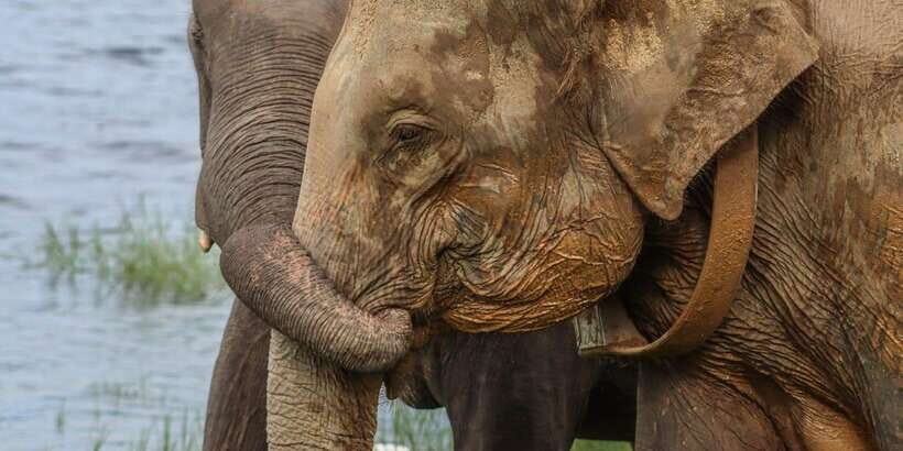 From Sigiriya Hurulu Eco Park ElephantSafari ticket included - Inside the Park: How Elephant Watching Plays Out