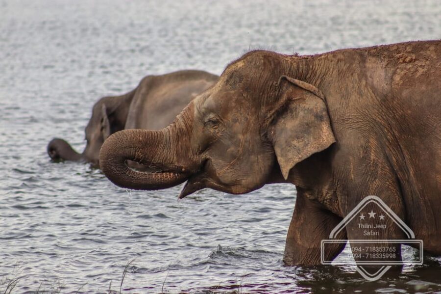 From Sigiriya Hurulu Eco Park ElephantSafari ticket included - Timing and Flexibility: Why Your Day Might Shift