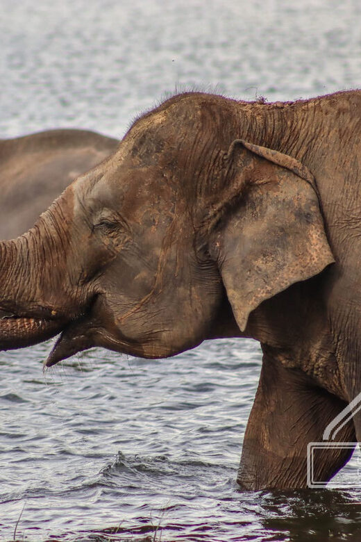 From Sigiriya Hurulu Eco Park ElephantSafari ticket included - Comfort on a Jeep: Practical Tips You’ll Thank Yourself For
