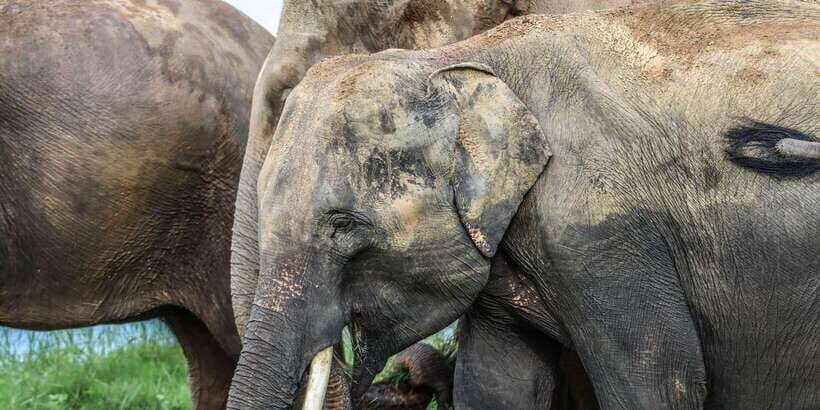 From Sigiriya Hurulu Eco Park ElephantSafari ticket included - Rules That Matter: What’s Not Allowed and Why