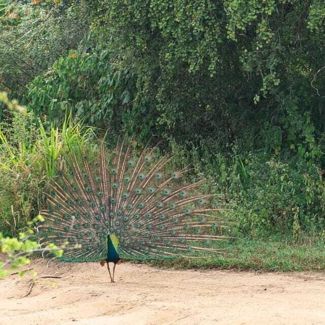 From Sigiriya : Hurulu Eco Park Safari : All Inclusive - Off-road stops and how long you actually get to watch