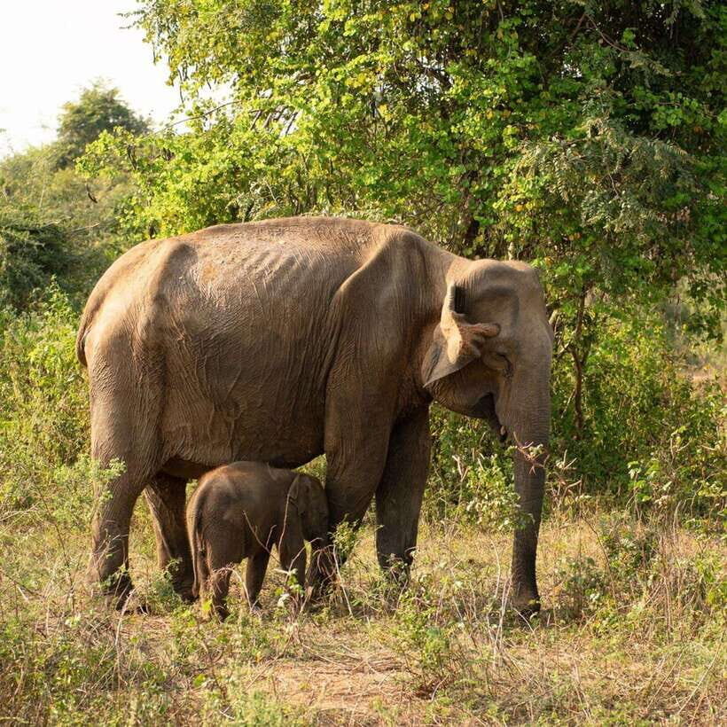 From Sigiriya : Hurulu Eco Park Safari : All Inclusive - Getting there and back: pickup, jeep ride, and a real 4-hour plan