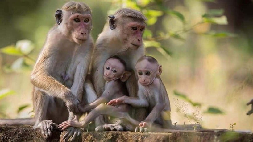 From Sigiriya : Kaudulla National Park Private Jeep Safari - Beyond elephants: deer, wild buffalo, monkeys, and birds