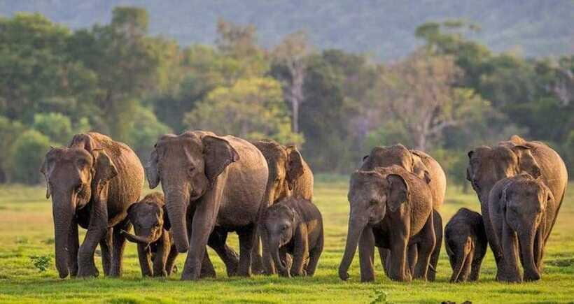 From Sigiriya : Kaudulla National Park Private Jeep Safari - Should you book the Sigiriya to Kaudulla private jeep safari?